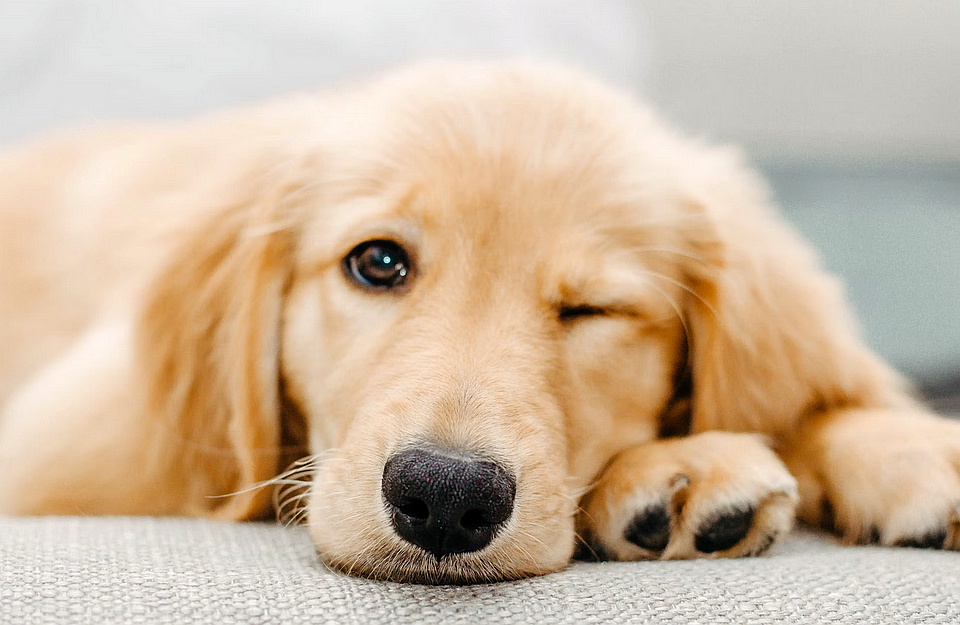 TION Welpen2__c_Taylor Sondgeroth_Unsplash_