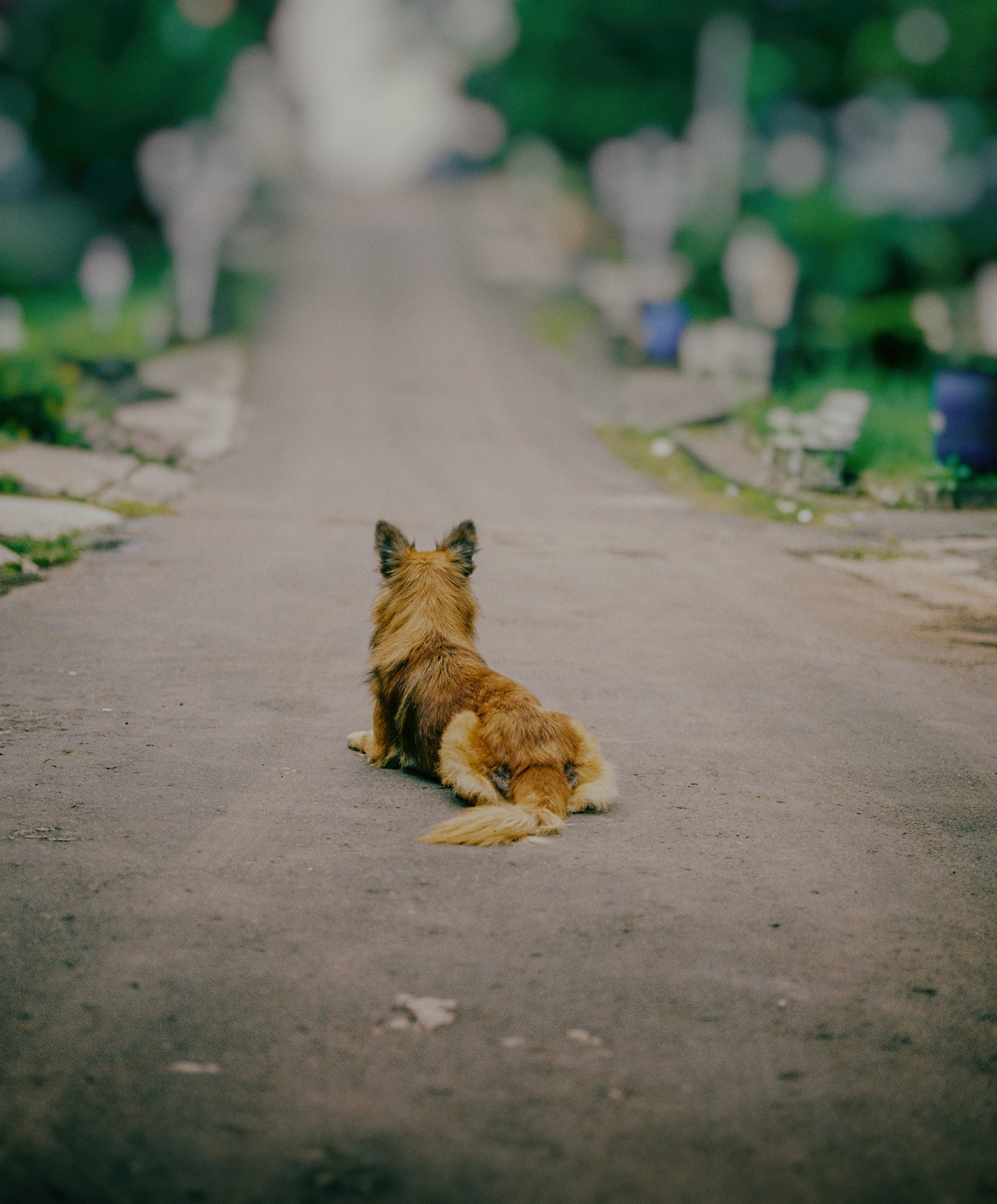 dicky-jiang_foto__vetspert