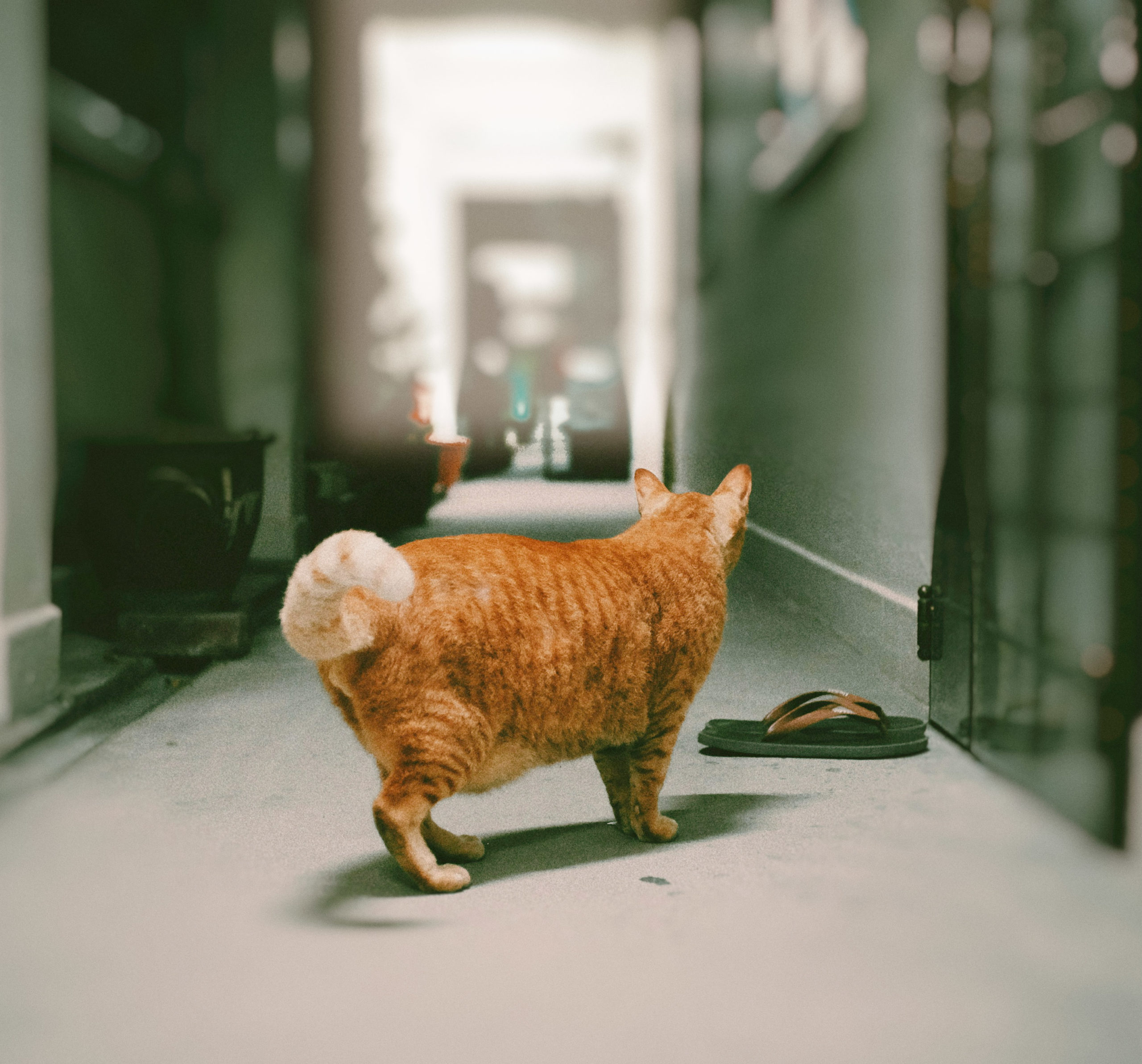 trung-pham-quoc-YE8AanocYV4-unsplash