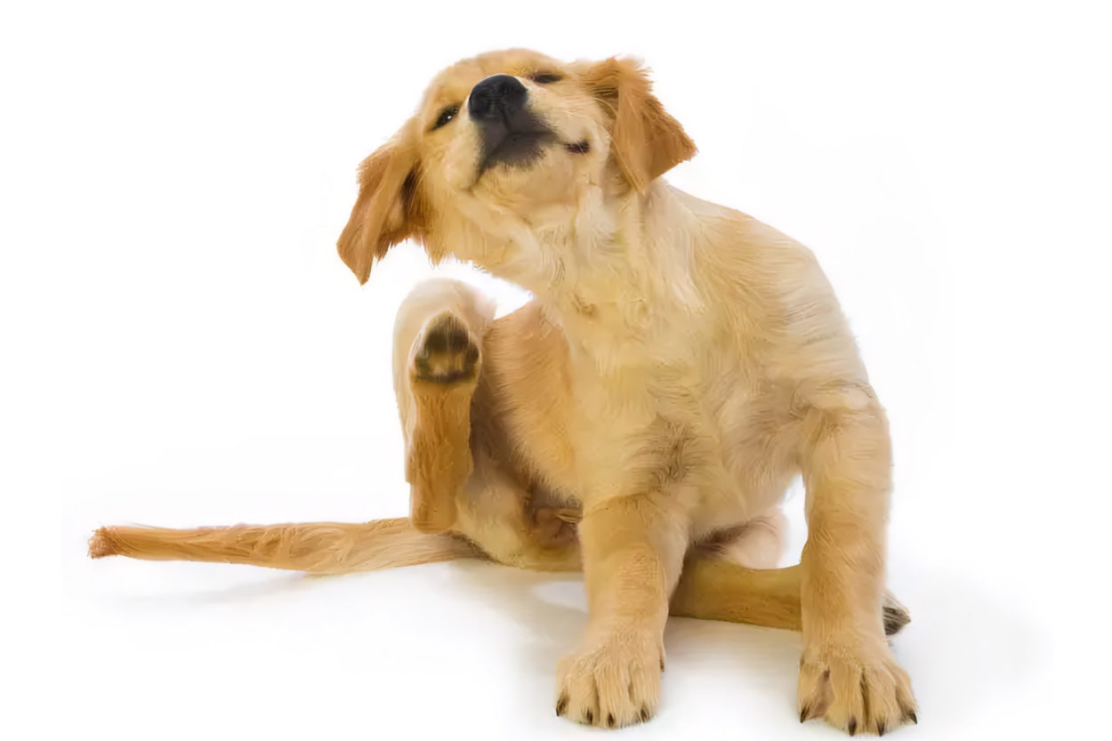 CMS__Hund kratzt sich wegen Parasiten__C__istockphoto