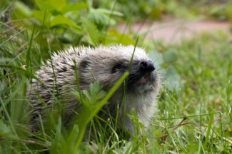 Igel__Foto Nils Söderman_Unsplash