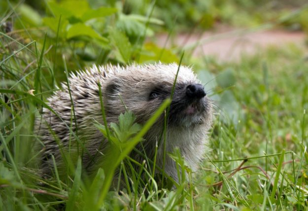 Igel__Foto Nils Söderman_Unsplash