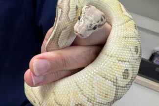 VETspert Königspython, Foto: VETspert