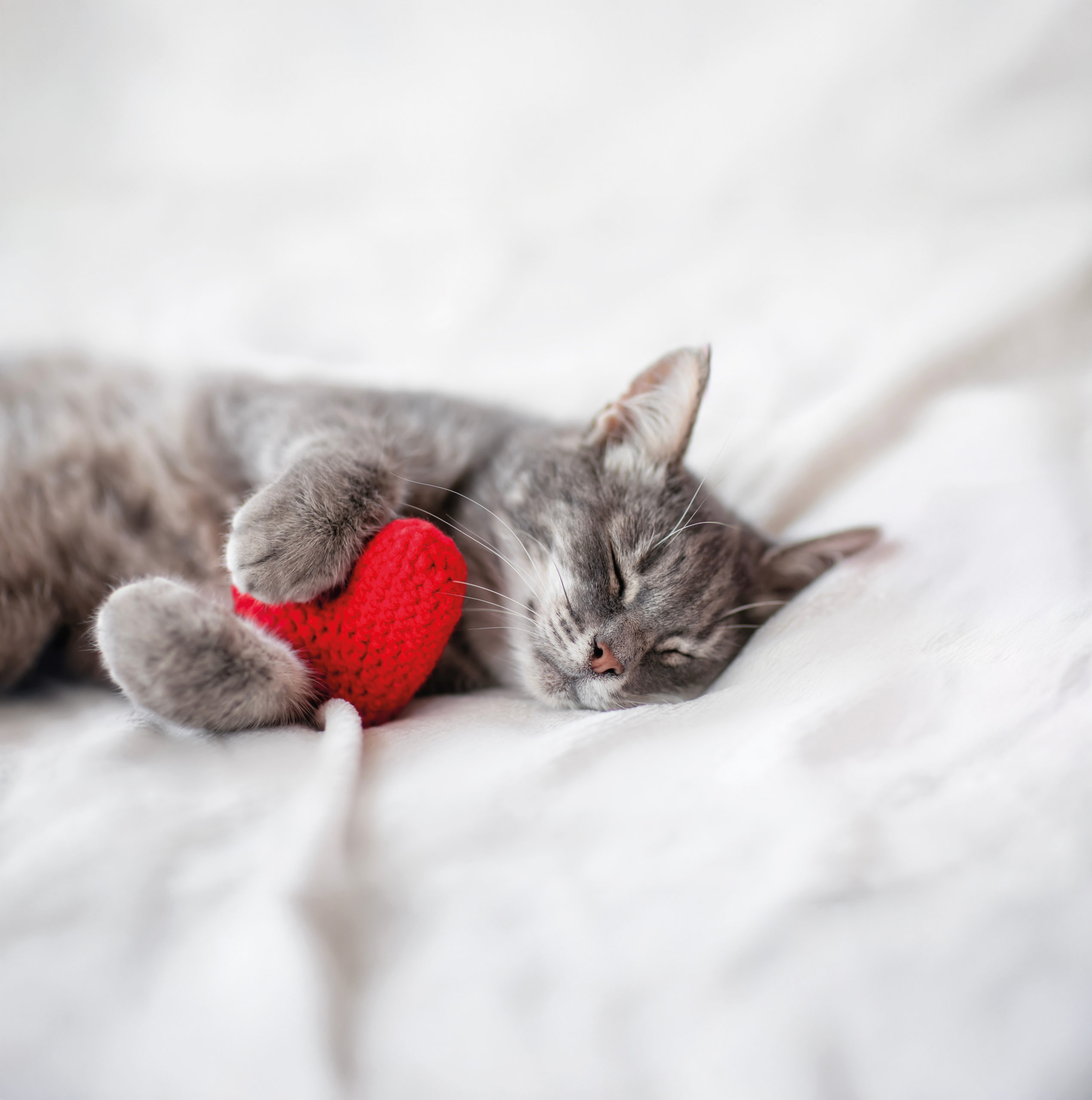 Valentine with cute tabby cat lies on a bed on a white fluffy bl Katze liegt entspannt auf Bett